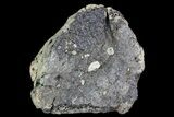 Ankylosaur Scute - Alberta (Disposition #-) #92766-1